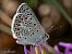 Polyommatus escheri © Barlotti Andrea