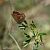 Polyommatus thersites © Barlotti Andrea