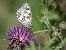 Melanargia galathea © Barlotti Andrea