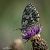 Melanargia galathea © Barlotti Andrea