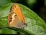 Coenonympha arcania © Barlotti Andrea
