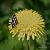 Anania funebris © Barlotti Andrea