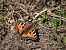 Aglais urticae © Barlotti Andrea
