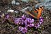 Aglais urticae © Barlotti Andrea