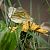 Pieris bryoniae © Barlotti Andrea