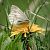 Boloria euphrosyne  - Barlotti Andrea