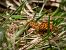 Boloria euphrosyne © Barlotti Andrea