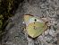 Colias alfacariensis © Barlotti Andrea