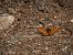 Boloria euphrosyne © Barlotti Andrea
