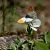 Anthocharis cardamines © Barlotti Andrea