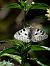 Parnassius apollo © Barlotti Andrea