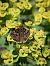 Erynnis tages © Barlotti Andrea