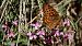 Boloria euphrosyne © Barlotti Andrea