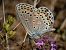 Polyommatus escheri © Barlotti Andrea