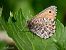 Oeneis glacialis © Barlotti Andrea