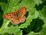 Boloria euphrosyne © Barlotti Andrea