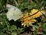 Colias alfacariensis © Barlotti Andrea