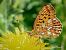 Boloria euphrosyne © Barlotti Andrea