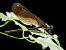 Calopteryx haemorrhoidalis © Barlotti Andrea