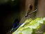 Calopteryx virgo meridionalis  - Barlotti Andrea