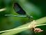 Calopteryx virgo meridionalis © Barlotti Andrea