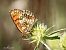 Melitaea celadussa © Barlotti Andrea