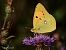 Colias crocea © Barlotti Andrea