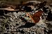 Argynnis paphia © Barlotti Andrea