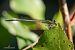 Platycnemis pennipes © Barlotti Andrea