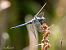 Orthetrum coerulescens © Barlotti Andrea