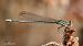 Platycnemis pennipes © Barlotti Andrea