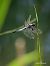 Orthetrum cancellatum © Barlotti Andrea