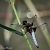 Libellula depressa © Barlotti Andrea