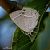 Favonius quercus © Barlotti Andrea