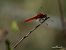 Crocothemis erythraea  - Barlotti Andrea