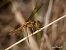 Crocothemis erythraea © Barlotti Andrea