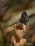 Lysandra bellargus  - Barlotti Andrea