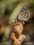 Lysandra bellargus © Barlotti Andrea