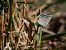 Polyommatus icarius # * © Barlotti Andrea