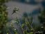 Gruccione (Merops apiaster) © Barlotti Andrea