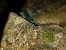 Calopteryx virgo meridionalis © Barlotti Andrea