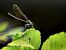 Calopteryx virgo meridionalis  - Barlotti Andrea