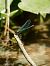 Calopteryx virgo meridionalis © Barlotti Andrea