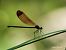 Calopteryx haemorrhoidalis  - Barlotti Andrea