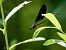 Calopteryx haemorrhoidalis  - Barlotti Andrea