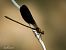 Calopteryx haemorrhoidalis  - Barlotti Andrea