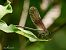 Calopteryx haemorrhoidalis © Barlotti Andrea