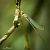 Chalcolestes viridis © Barlotti Andrea