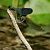 Calopteryx splendens © Barlotti Andrea