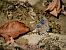 Lysandra bellargus © Barlotti Andrea